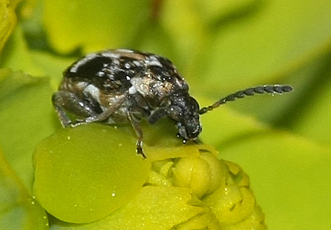 Brugidae spec. ;species name?